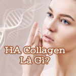 HA Collagen Là Gì? 2 Công Dụng Của HA Collagen Trong Làm Đẹp