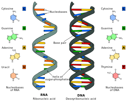 Deoxyribonucleic acid (DNA) và Ribonucleic acid (RNA)