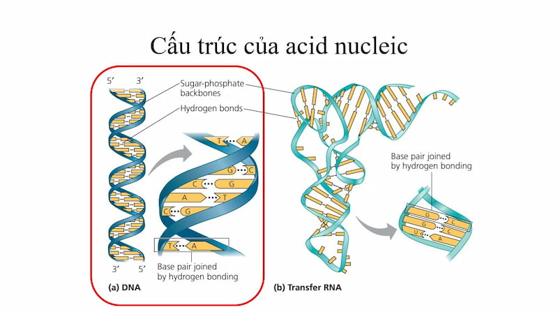 cấu trúc axit nucleic