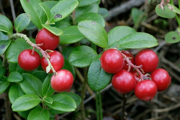 Quả Bearberry